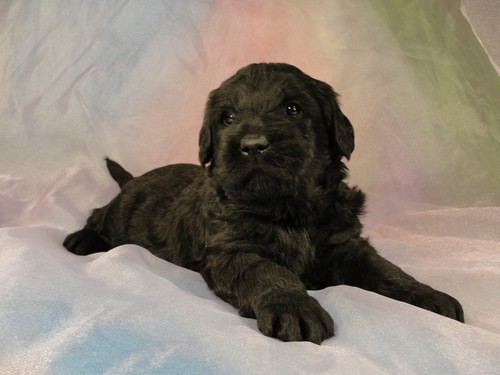 Male Giant Schnoodle Puppy for Sale In Iowa Ready May, 2012 GS#1